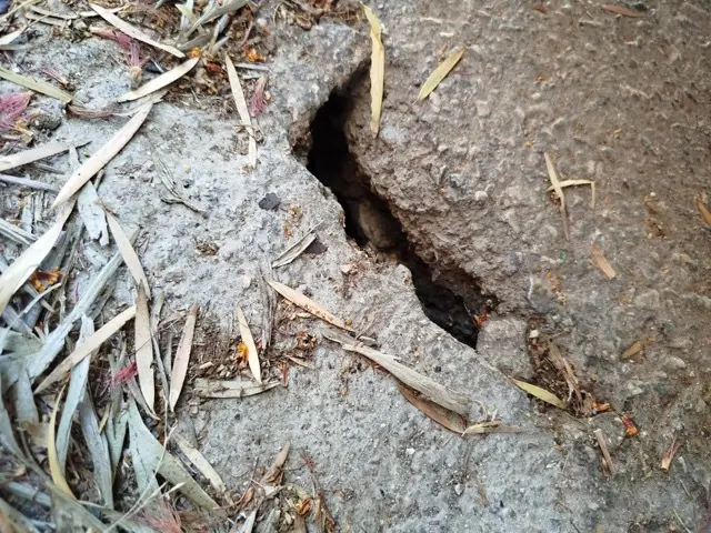 Foto nido de ratas en Barrio de la Conciliación