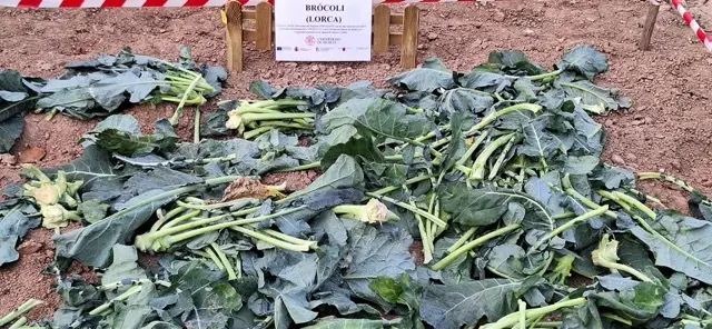 Foto Brócoli