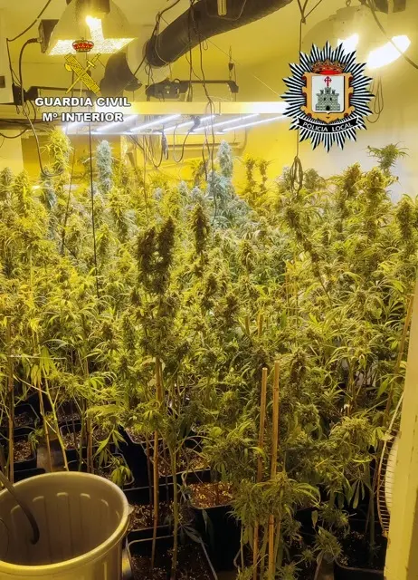 20250704 OP ZIZARE DROGA LORQUÍ Y ALGUAZAS 03 en tamaño mediano