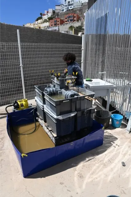 Prototipo