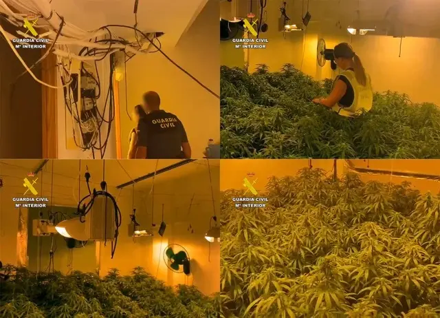 20250919 OP NOVIGRECI MARIHUANA BULLAS
