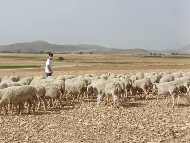 ARCHIVO Pastor en Caravaca de la Cruz