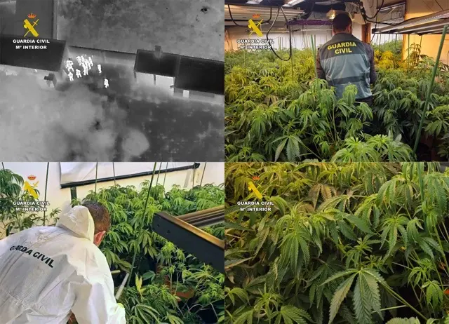 20260126 OP GRUMBU TRAFICO DROGA MARIHUANA  PPL T PACHECO