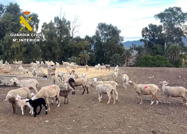 20260316 OP LAPAHOMA HURTO GANADO LORCA