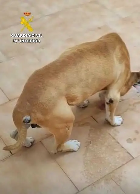 20260328 INVESTIGADO MALTRATO ANIMAL PPN AGUILAS