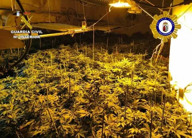 20260527 OP BRUNETT MARIHUANA CALASPARRA