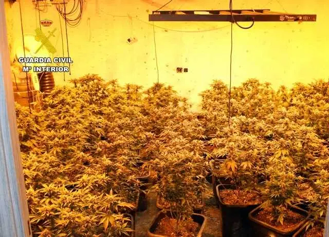20260730 OP TIÑOSA MARIHUANA Y ROBOS