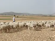 ARCHIVO Pastor en Caravaca de la Cruz