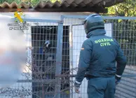 20251221 INVESTIGADO ABANDONO ANIMAL PALOMOS DEPORTIVOS MURCIA SPN