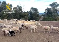 20260316 OP LAPAHOMA HURTO GANADO LORCA