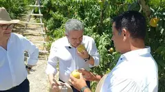 IGP Melocotón