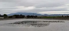 Foto_Balsa_Valladolises