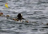 20260714 OP POSEIDON INVESTIGADO PESCA SIN AUTORIZACION PPN AGUILAS