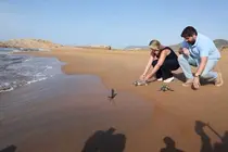 Liberación Tortugas