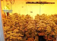 20260730 OP TIÑOSA MARIHUANA Y ROBOS