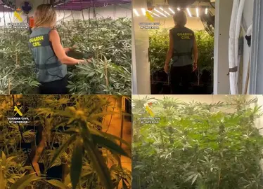 20251013 OP LUCK MARIHUANA TOTANA