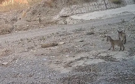 20251011 Segunda camada Linces Ibéricos en la Región