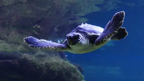 Tortuga marina trasladada al Museo del Mar de Santa Pola. Autor Marcos Lange
