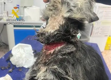 20260317 DETENIDO MALTRATO ANIMAL ABARAN