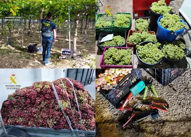 20260318 OP ROYALVID SUSTRACCION UVA GUADALENTIN ROCA