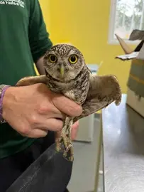 Mochuelo excavador en el CRFS