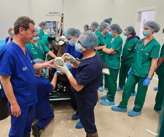 Operación caballos en el Hospital Veterinario de la UCAM