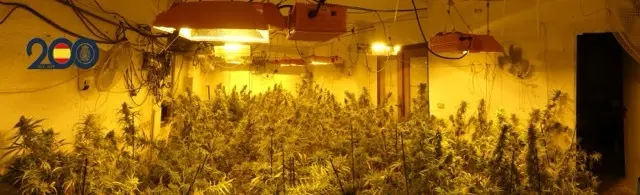 Plantaciones Alcantarilla