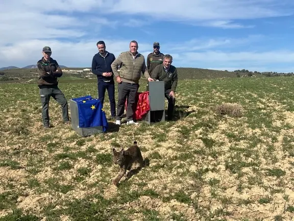 Lince ibérico liberado 2