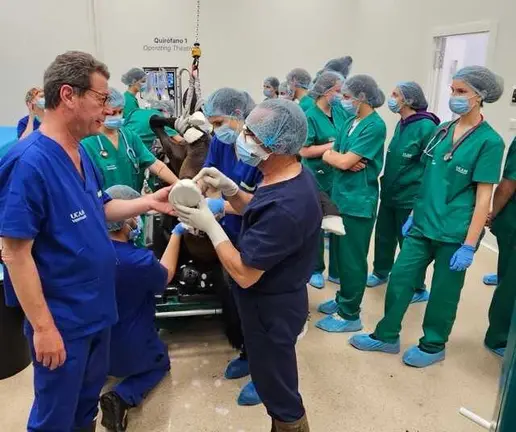 Operación caballos en el Hospital Veterinario de la UCAM