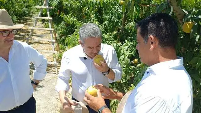 IGP Melocotón