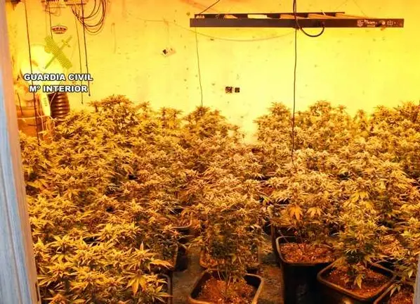 20260730 OP TIÑOSA MARIHUANA Y ROBOS