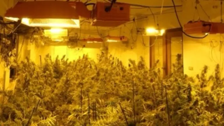 Plantaciones Alcantarilla