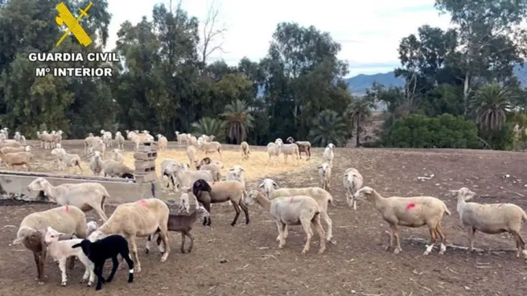 20260316 OP LAPAHOMA HURTO GANADO LORCA