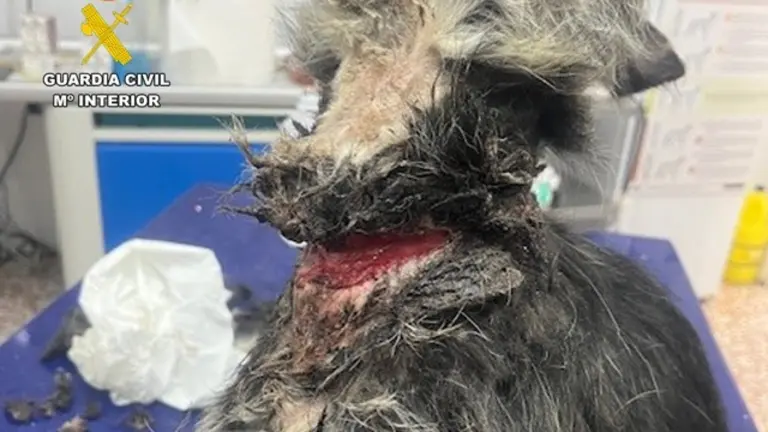 20260317 DETENIDO MALTRATO ANIMAL ABARAN