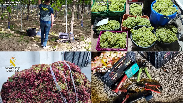 20260318 OP ROYALVID SUSTRACCION UVA GUADALENTIN ROCA