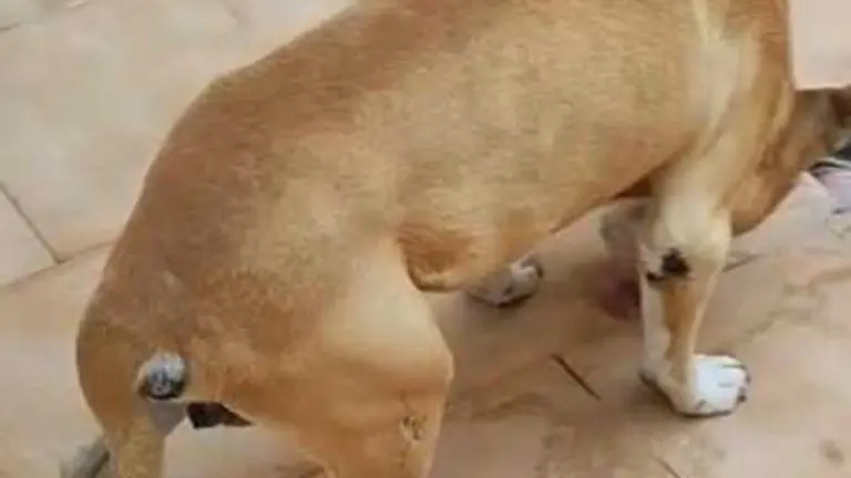 20260328 INVESTIGADO MALTRATO ANIMAL PPN AGUILAS