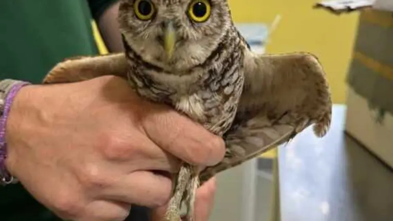 Mochuelo excavador en el CRFS