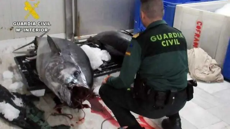 20260420 OP ALMADRABA PESCA FURTIVA ATUN ROJO PPN AGUILAS