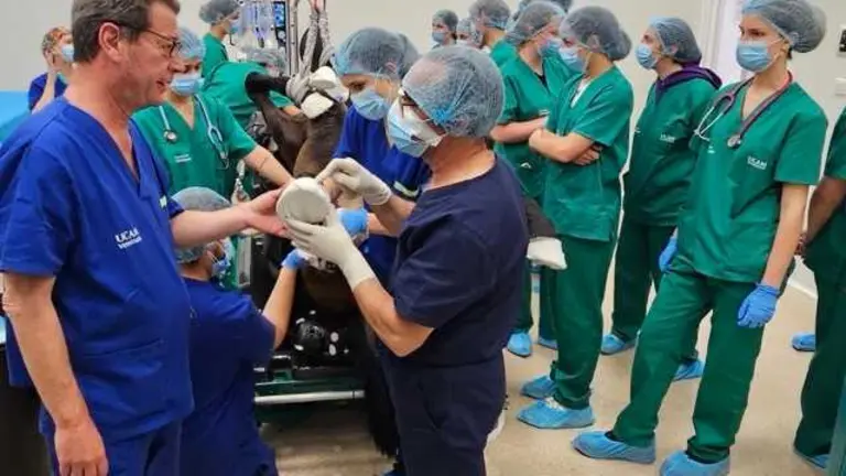 Operación caballos en el Hospital Veterinario de la UCAM