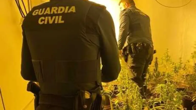 20260507 MARIHUANA CALASPARRA