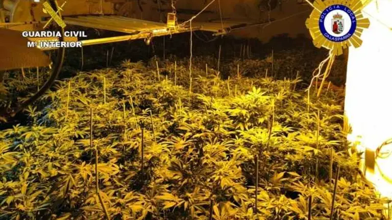 20260527 OP BRUNETT MARIHUANA CALASPARRA