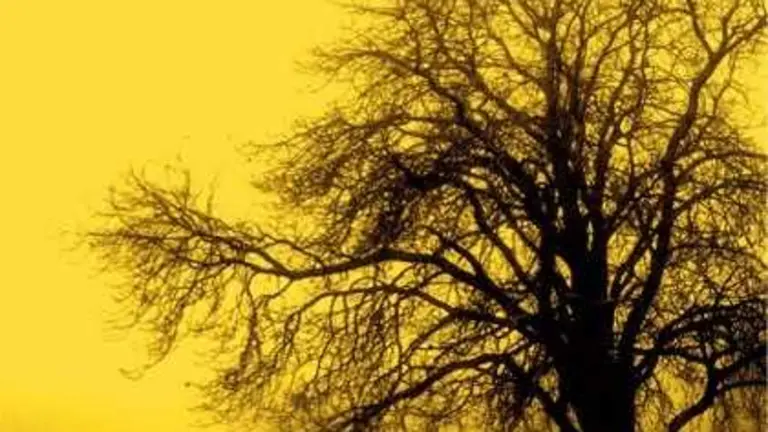 Esta plaga de almas