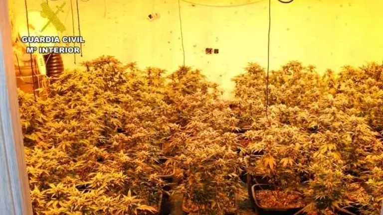 20260730 OP TIÑOSA MARIHUANA Y ROBOS