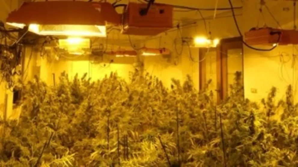 Plantaciones Alcantarilla