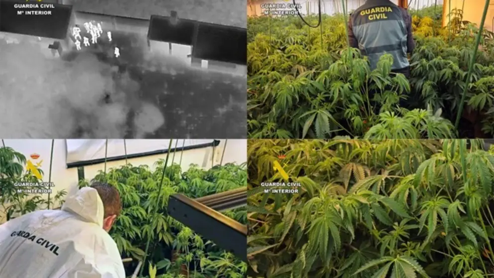 20260126 OP GRUMBU TRAFICO DROGA MARIHUANA  PPL T PACHECO