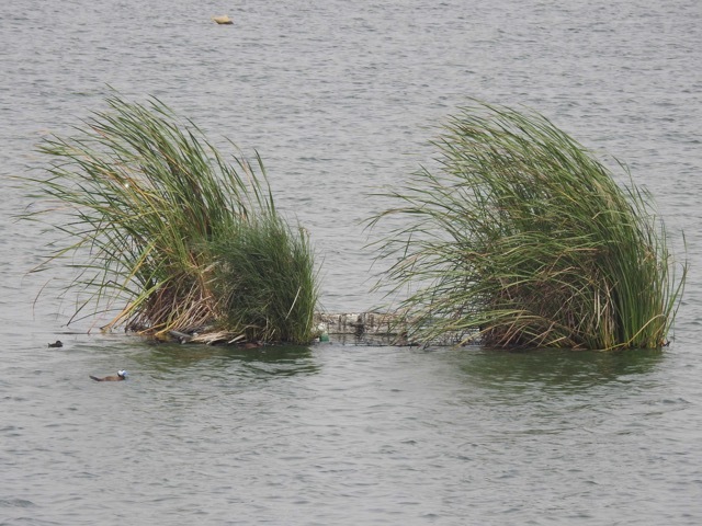 EDAR_Cabezo_Beaza_islas flotantes e